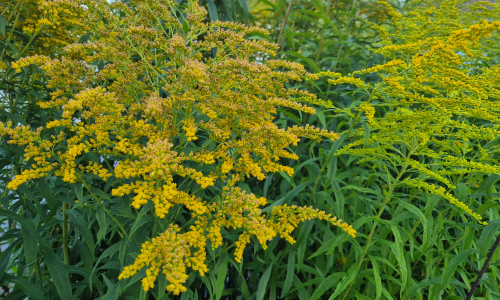 Kanadensiskt gullris.