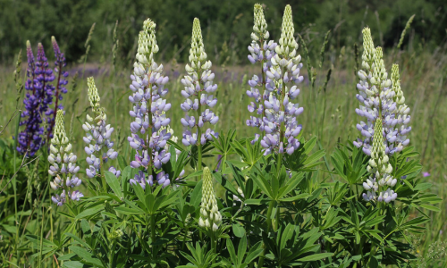 Lupiner som blommar.