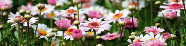 Sommarblommor
